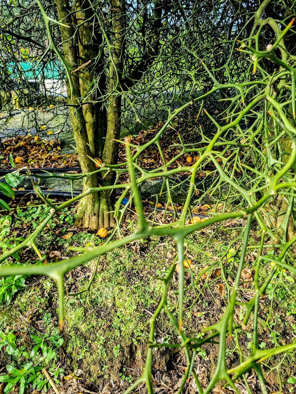 Trifoliata Citrus Tree