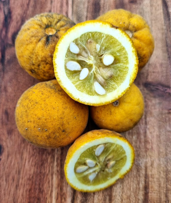 Trifoliata Citrus Tree