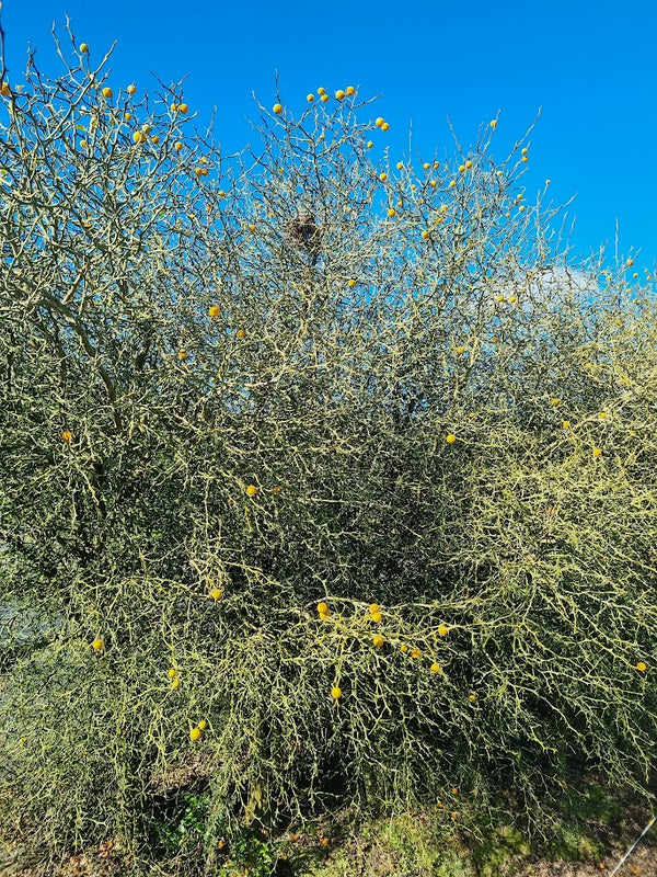 Trifoliata Citrus Tree