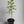 Trifoliata Citrus Tree