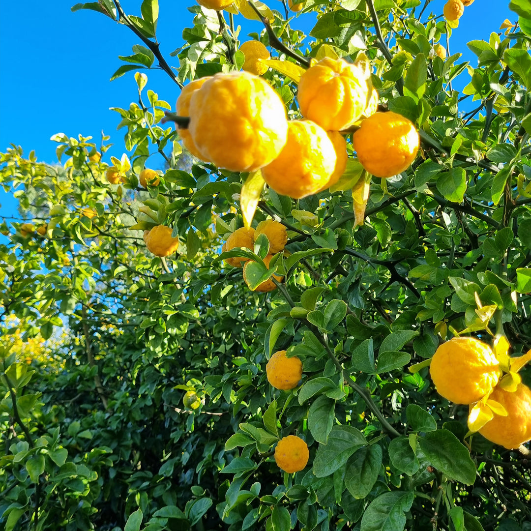 Rare and Unusual Citrus Collection – Citrus Direct