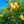 Trifoliata Citrus Tree