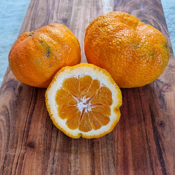 Ugli Fruit Tree