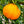 Ugli Fruit Tree