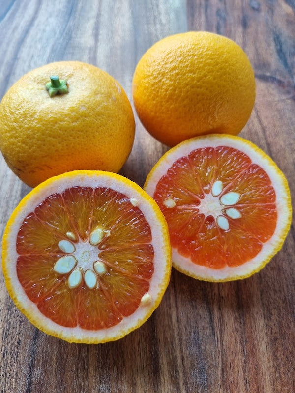 Vainiglia Pink Orange Tree