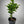 Vainiglia Pink Orange Tree