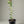 Eureka Lemon Variegated Tree