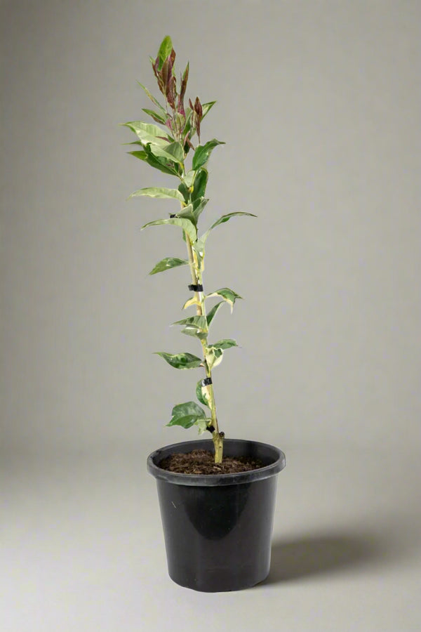 Eureka Lemon Variegated Tree
