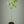 Eureka Lemon Variegated Tree
