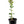 Villa Franca Lemon Tree