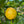 Villa Franca Lemon Tree