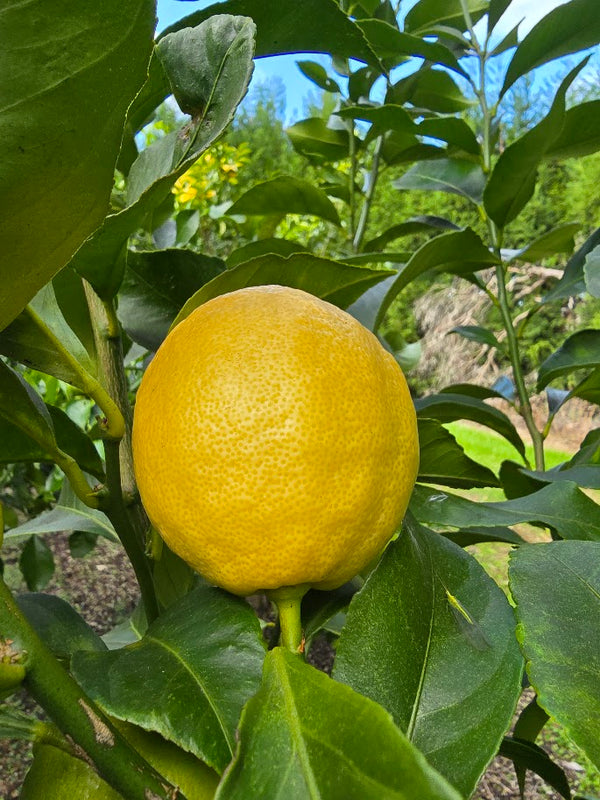 Villa Franca Lemon Tree