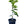 Villa Franca Lemon Tree