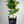Washington Navel Orange Tree
