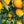 Washington Navel Orange Tree