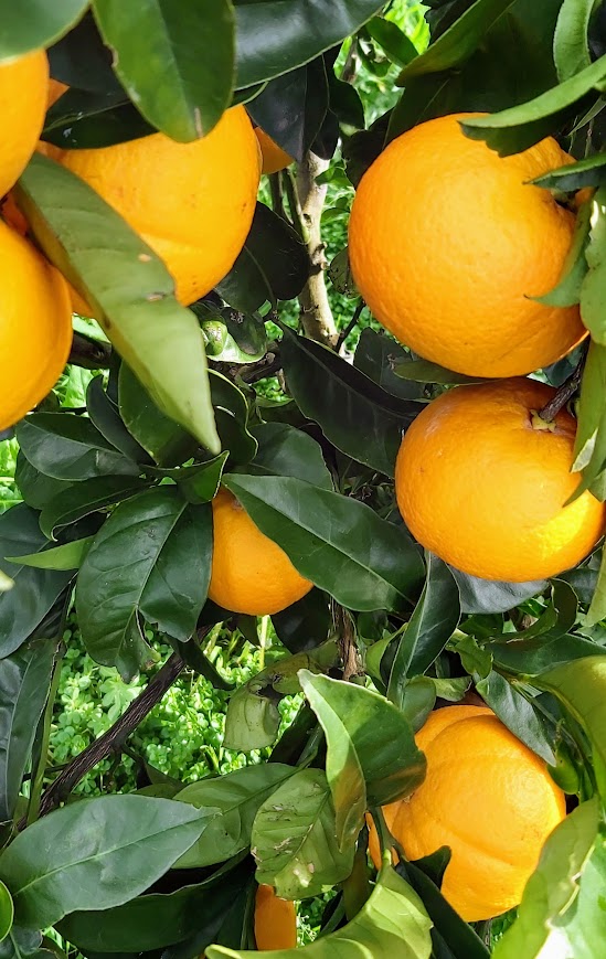 Washington Navel Orange Tree