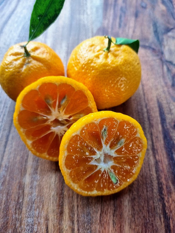 Willowleaf Mandarin Tree – Small, Sweet, and Surprisingly Tough