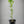Willowleaf Mandarin Tree – Small, Sweet, and Surprisingly Tough