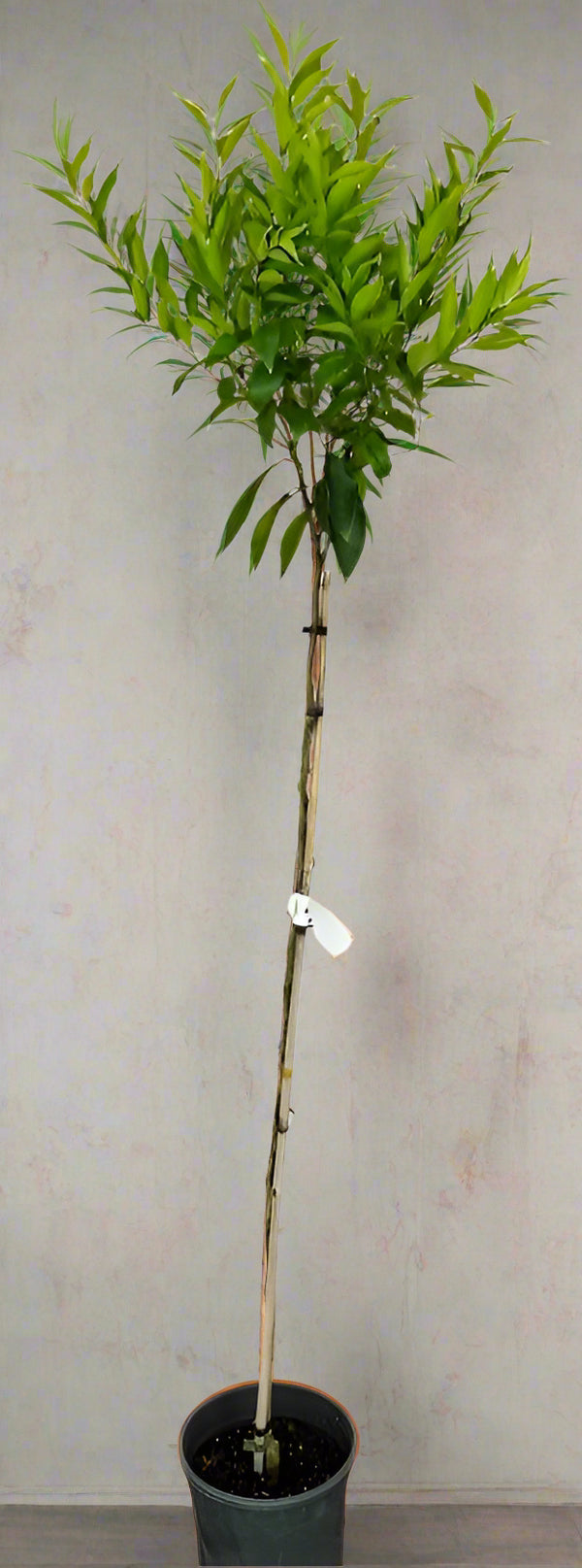 Willowleaf Mandarin Tree – Small, Sweet, and Surprisingly Tough
