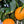 Willowleaf Mandarin Tree – Small, Sweet, and Surprisingly Tough
