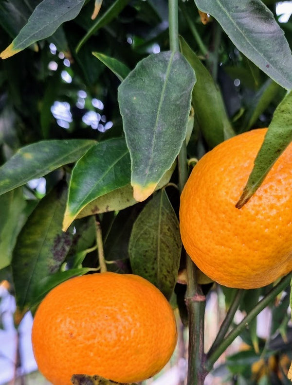 Willowleaf Mandarin Tree – Small, Sweet, and Surprisingly Tough
