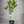 Yen Ben Lemon Tree