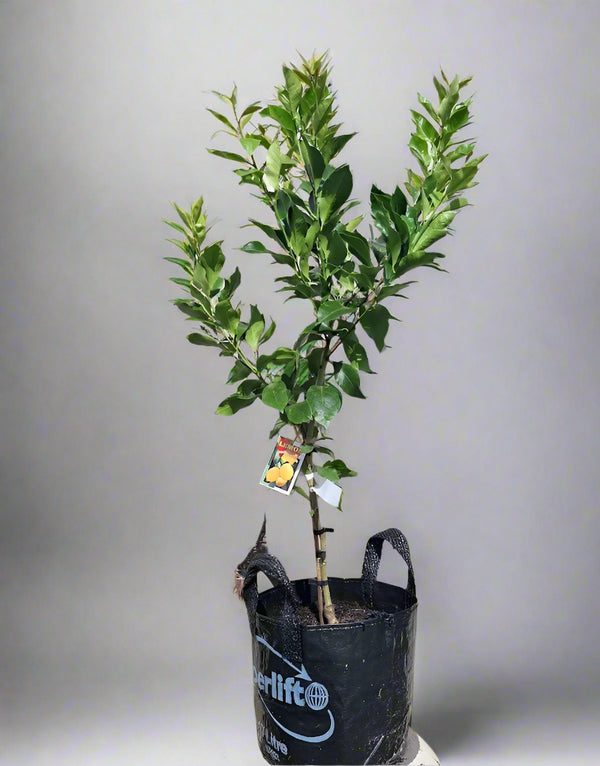 Yen Ben Lemon Tree
