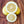 Yen Ben Lemon Tree