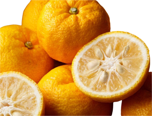 Yuzu Citrus Tree