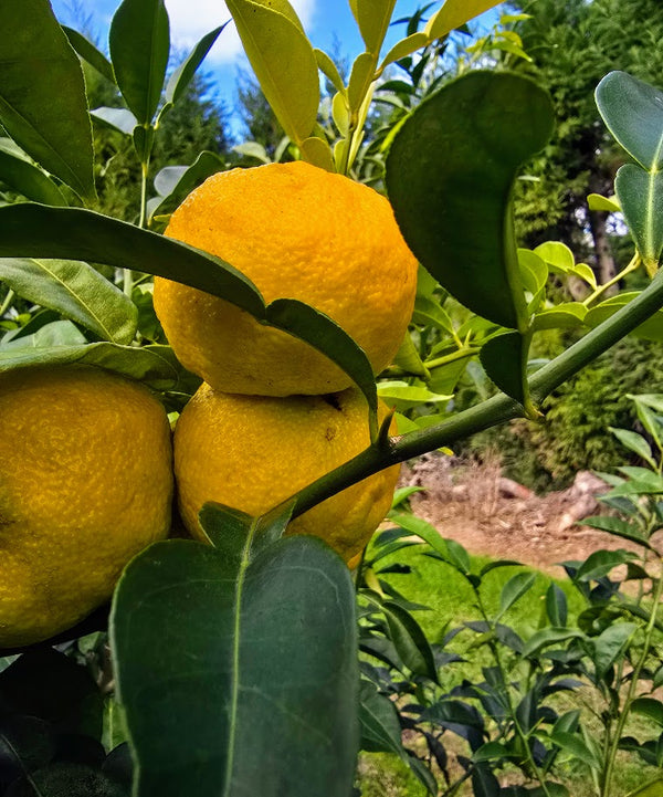 Yuzu Citrus Tree