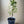 Yuzu Citrus Tree