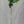 Encore Mandarin Tree